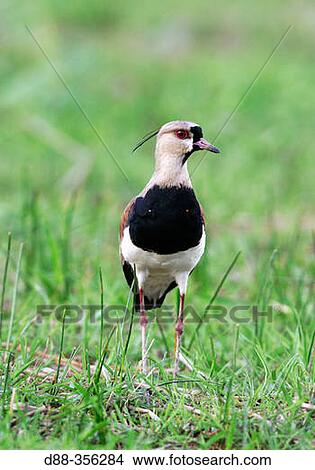 Chileian Lapwing (Vanellus chilensis) View Large Photo Image Picture - Chileian Lapwing (Vanellus chilensis). Fotosearch