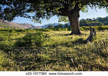 Chilla port in the Sierra de Gredos. Candeleda. Avila. Castilla Leon. Spain. View Large Photo Image Picture - Chilla port in the Sierra de Gredos. Candeleda. Avila. Castilla Leon. Spain.. Fotosearch