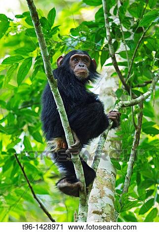 Chimpanzee at Kibale NP uganda View Large Photo Image Stock Image - Chimpanzee at Kibale NP uganda. Fotosearch