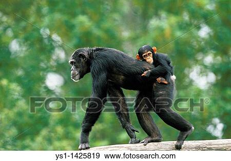 CHIMPANZEE pan troglodytes, FEMALE CARRYING YOUNG ON ITS BACK View Large Photo Image Stock Photo - CHIMPANZEE pan troglodytes, FEMALE CARRYING YOUNG ON ITS BACK. Fotosearch