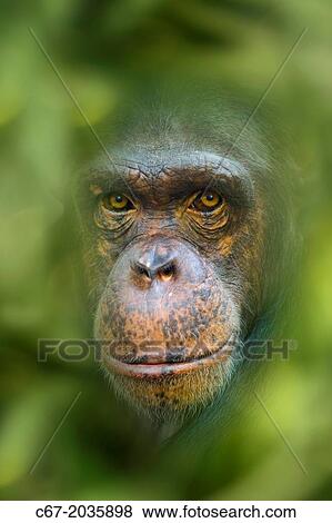 Chimpanzee Pan troglodytes portrait captive mammal. View Large Photo Image Stock Photo - Chimpanzee Pan troglodytes portrait captive mammal.. Fotosearch