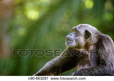 Chimpanzee View Large Photo Image Stock Photo - Chimpanzee. Fotosearch