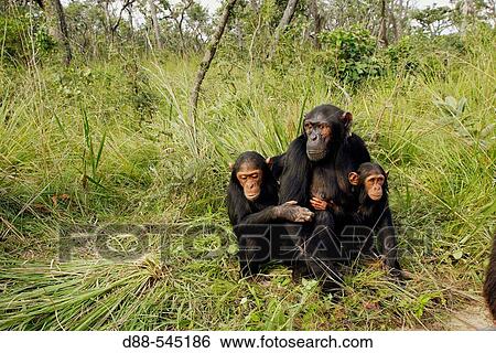 Chimpanzees (Pan troglodytes) View Large Photo Image Stock Photograph - Chimpanzees (Pan troglodytes). Fotosearch