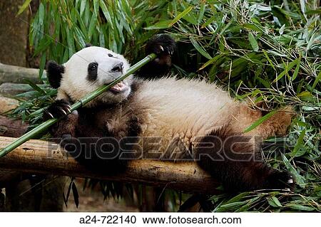 China- April 2008. Sichuan Province. Chengdu City. Giant Panda Breeding Research View Large Photo Image Stock Image - China- April 2008. Sichuan Province. Chengdu City. Giant Panda Breeding Research. Fotosearch