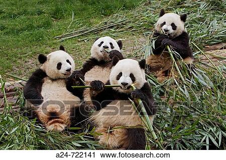 China- April 2008. Sichuan Province. Chengdu City. Giant Panda Breeding Research View Large Photo Image Stock Image - China- April 2008. Sichuan Province. Chengdu City. Giant Panda Breeding Research. Fotosearch