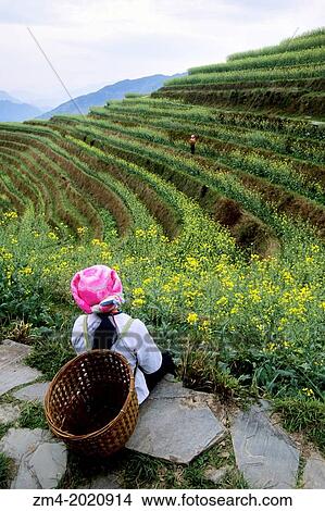 CHINA, GUANGXI PROVINCE, NEAR GUILIN, LONGJI AREA, TERRACED FIELDS, CANOLA FIELD (RAPE SEED), ZHUANG WOMEN. View Large Photo Image Picture - CHINA, GUANGXI PROVINCE, NEAR GUILIN, LONGJI AREA, TERRACED FIELDS, CANOLA FIELD (RAPE SEED), ZHUANG WOMEN.. Fotosearch