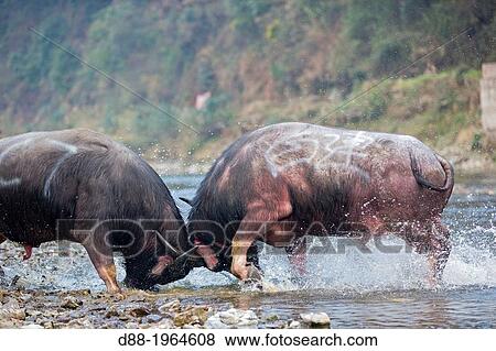 Stock Photo - China, Guizhou province, Palle village, Bullfighting along the Bala river.. Fotosearch
