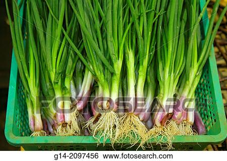 China, Hong Kong, Island, North Point, Java Road, North Point Ferry Pier, produce vendor, onions,, sale, display selling, Asian, boy, curious, scallion,. View Large Photo Image Stock Photograph - China, Hong Kong, Island, North Point, Java Road, North Point Ferry Pier, produce vendor, onions,, sale, display selling, Asian, boy, curious, scallion,.. Fotosearch