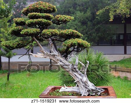 Stock Image - China, Jiangsu Province, Suzhou, Confucius Temple garden, miniature tree, bonsai.. Fotosearch
