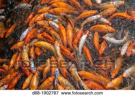 Stock Photo - China, Shanghai, Yu Garden or Yuyuan Garden, Ko?, Cyprinus carpio haematopterus. Fotosearch