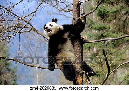 CHINA, SICHUAN PROVINCE, WOLONG PANDA RESERVE, GIANT PANDA (Ailuropoda melanoleuca) IN TREE. View Large Photo Image Stock Photography - CHINA, SICHUAN PROVINCE, WOLONG PANDA RESERVE, GIANT PANDA (Ailuropoda melanoleuca) IN TREE.. Fotosearch