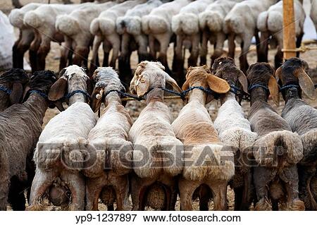 China - Xinjiang Province - Kashgar - Sunday Market View Large Photo Image Stock Photo - China - Xinjiang Province - Kashgar - Sunday Market. Fotosearch