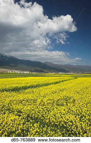 Stock Photo - China. Yunnan Province. Dali: Dali Old Town. Springtime mustard fields by Three Pagoda Park. Fotosearch