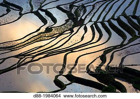 China, Yunnan province, Hani people, Yuanyang, Duoyishu village, rice terraces, sunrise. View Large Photo Image Picture - China, Yunnan province, Hani people, Yuanyang, Duoyishu village, rice terraces, sunrise.. Fotosearch