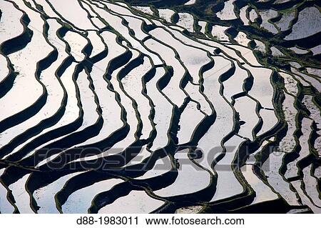 Stock Image - China, Yunnan province, Hani people, Yuanyang, Quanfuzhuang village, rice terraces,.. Fotosearch