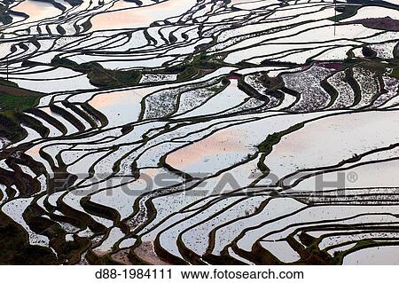 Stock Image - China, Yunnan province, Hani people, Yuanyang, Duoyishu village, rice terraces, sunrise.. Fotosearch