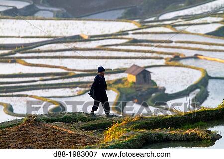 China, Yunnan province, Hani people, Yuanyang, Azheke village, rice terraces, peasant, farmer. View Large Photo Image Stock Photo - China, Yunnan province, Hani people, Yuanyang, Azheke village, rice terraces, peasant, farmer.. Fotosearch