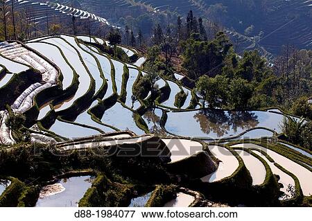 Stock Photo - China, Yunnan province, Hani people, Yuanyang, Mengpin village, rice terraces.. Fotosearch