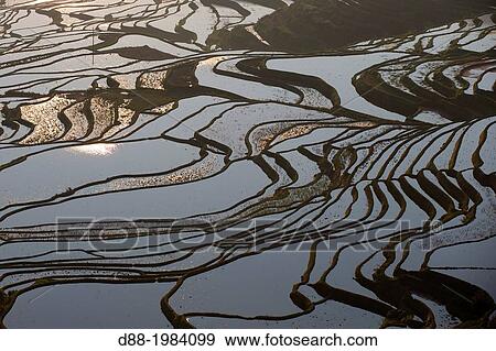 Stock Photo - China, Yunnan province, Hani people, Yuanyang, Duoyishu village, rice terraces, sunrise.. Fotosearch