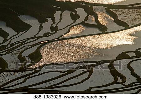 Stock Photograph - China, Yunnan province, Hani people, Yuanyang, Duoyishu village, rice terraces, sunrise.. Fotosearch