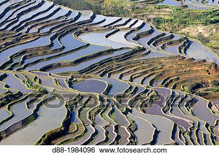 Stock Photograph - China, Yunnan province, Hani people, Yuanyang, Malizai village, rice terraces,.. Fotosearch