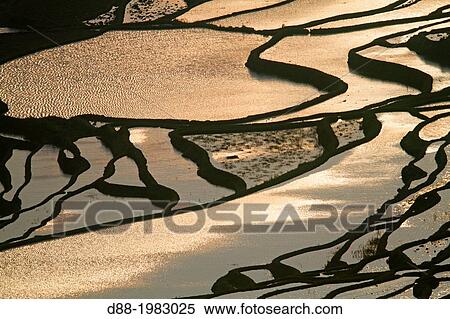 Stock Photography - China, Yunnan province, Hani people, Yuanyang, Duoyishu village, rice terraces, sunrise.. Fotosearch