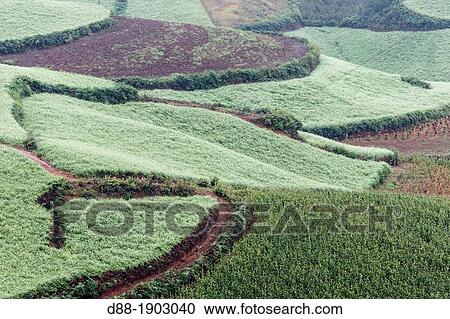 China, Yunnan Province, Kunming Municipality, Dongchuan District, Red lands, Lepuao, terrace cultivation View Large Photo Image Stock Image - China, Yunnan Province, Kunming Municipality, Dongchuan District, Red lands, Lepuao, terrace cultivation. Fotosearch
