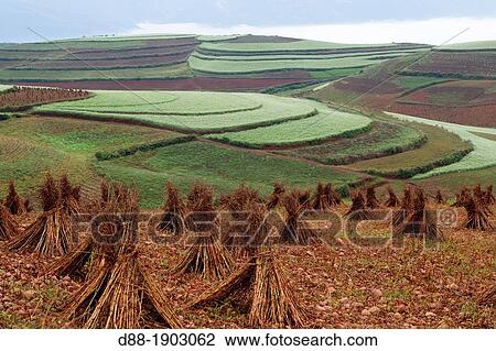 China, Yunnan Province, Kunming Municipality, Dongchuan District, Red lands, Guoditang, terrace cultivation View Large Photo Image Stock Image - China, Yunnan Province, Kunming Municipality, Dongchuan District, Red lands, Guoditang, terrace cultivation. Fotosearch