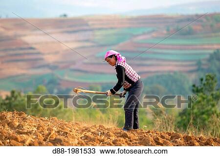 China, Yunnan Province, Kunming Municipality, Dongchuan District, Guoditang village, Beautiful Garden, terrace cultivation, planting potatoes. View Large Photo Image Stock Image - China, Yunnan Province, Kunming Municipality, Dongchuan District, Guoditang village, Beautiful Garden, terrace cultivation, planting potatoes.. Fotosearch