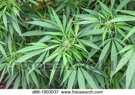 China, Yunnan Province, Kunming Municipality, Dongchuan District, Niujie village, Cannabis, Cannabis sativa subsp spontanea View Large Photo Image Stock Photo - China, Yunnan Province, Kunming Municipality, Dongchuan District, Niujie village, Cannabis, Cannabis sativa subsp spontanea. Fotosearch