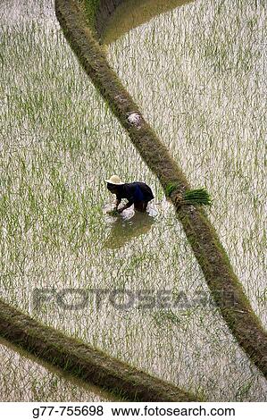 China, Yunnan Province, Yuanyang, Terraced rice fields View Large Photo Image Stock Photo - China, Yunnan Province, Yuanyang, Terraced rice fields. Fotosearch