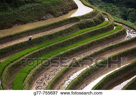 Stock Photo - China Yunnan Province Yuanyang Terraced rice fields. Fotosearch