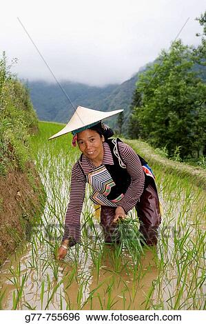 Stock Photograph - China Yunnan Province Yuanyang Woman of Hanj Minority working in terraced rice fields. Fotosearch