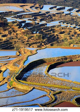 China, Yunnan, Yuanyang, rice terraces, View Large Photo Image Stock Photo - China, Yunnan, Yuanyang, rice terraces,. Fotosearch