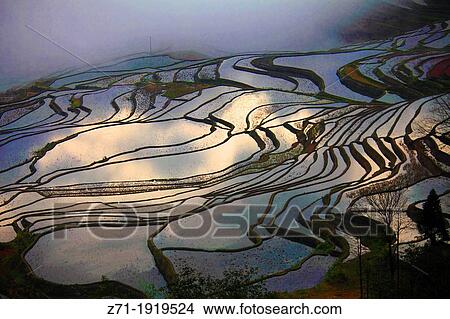 China, Yunnan, Yuanyang, Shengcun, rice terraces, View Large Photo Image Picture - China, Yunnan, Yuanyang, Shengcun, rice terraces,. Fotosearch