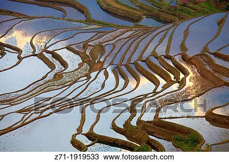Stock Image - China, Yunnan, Yuanyang, Shengcun, rice terraces,. Fotosearch