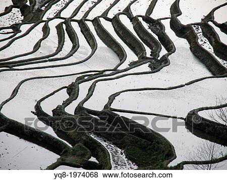 Stock Photo - China, Yunnan, Yuanyang, Shengcun, rice terraces. Fotosearch