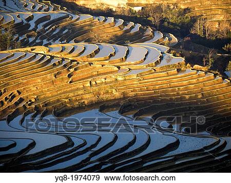 China, Yunnan, Yuanyang, Shengcun, rice terraces View Large Photo Image Stock Photo - China, Yunnan, Yuanyang, Shengcun, rice terraces. Fotosearch