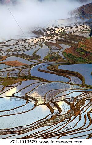 China, Yunnan, Yuanyang, Shengcun, rice terraces, View Large Photo Image Stock Photo - China, Yunnan, Yuanyang, Shengcun, rice terraces,. Fotosearch