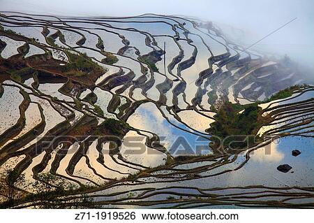 Stock Photograph - China, Yunnan, Yuanyang, Shengcun, rice terraces,. Fotosearch