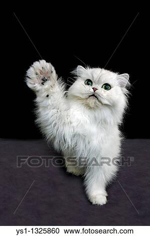 Stock Image - CHINCHILLA PERSIAN CAT, ADULT WITH GREEN EYES HOLDING UP IT? S PAW. Fotosearch
