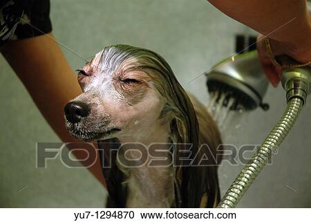 Chinese crested dog Powder Puff being washed before hair trimming during visit in a dog beauty parlour View Large Photo Image Stock Image - Chinese crested dog Powder Puff being washed before hair trimming during visit in a dog beauty parlour. Fotosearch
