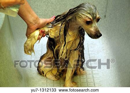 Chinese crested dog Powder Puff being washed before hair trimming during visit in a dog beauty parlour View Large Photo Image Stock Image - Chinese crested dog Powder Puff being washed before hair trimming during visit in a dog beauty parlour. Fotosearch