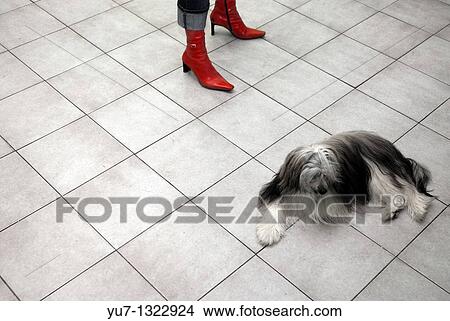 Chinese crested dog Powder Puff during visit in a dog beauty parlour View Large Photo Image Picture - Chinese crested dog Powder Puff during visit in a dog beauty parlour. Fotosearch