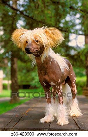 Stock Image - Chinese Crested dog standing on bench. Fotosearch