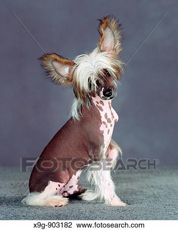 Stock Image - Chinese Crested. Fotosearch