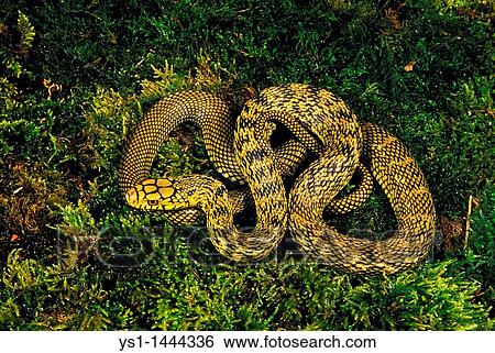 CHINESE KING RATSNAKE elaphe carinata, ADULT View Large Photo Image Stock Photograph - CHINESE KING RATSNAKE elaphe carinata, ADULT. Fotosearch