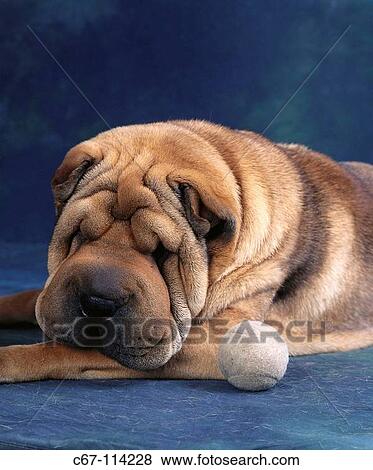 Chinese Shar-pei dog View Large Photo Image Stock Photo - Chinese Shar-pei dog. Fotosearch