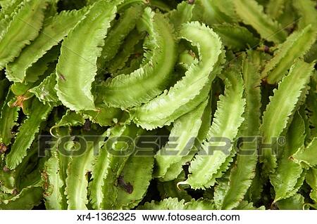 Stock Photography - Chinese Vegetables, Weishan, Dali Bai Autonomous Prefecture, Yunnan, China. Fotosearch