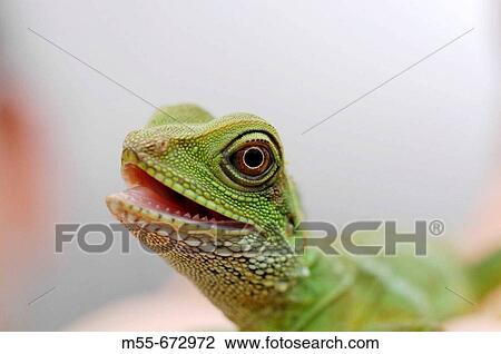 Stock Image - Chinese water dragon. Fotosearch